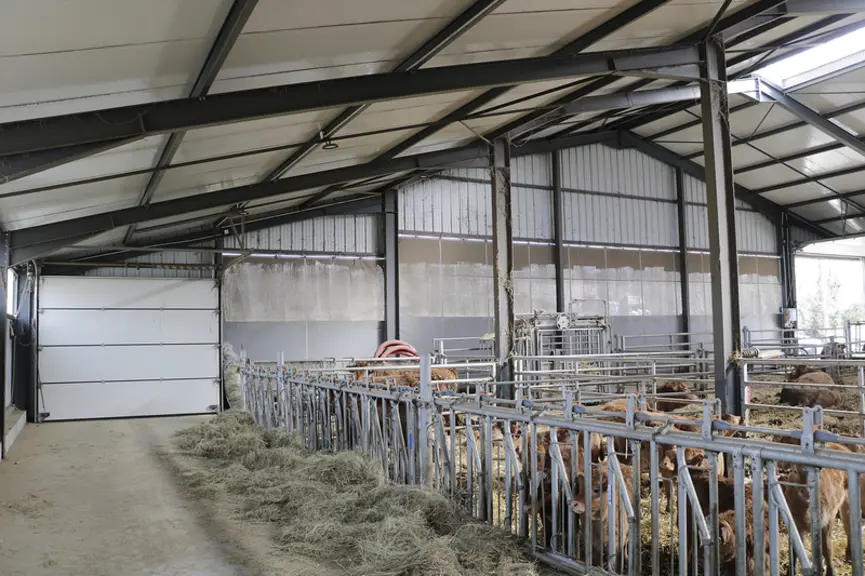Stabulation aire paillée avec stockage fourrage élevage vaches limousines en Haute-Loire