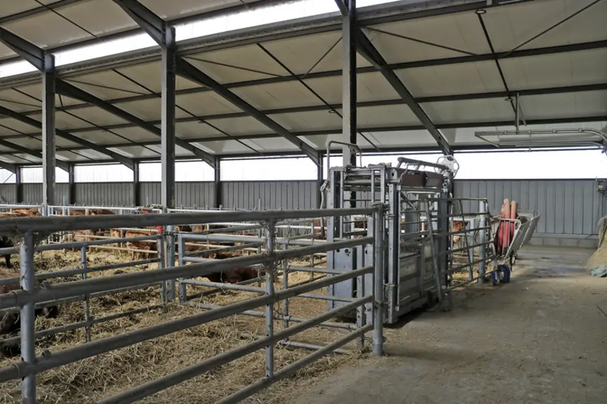Stabulation aire paillée avec stockage fourrage élevage vaches limousines en Haute-Loire