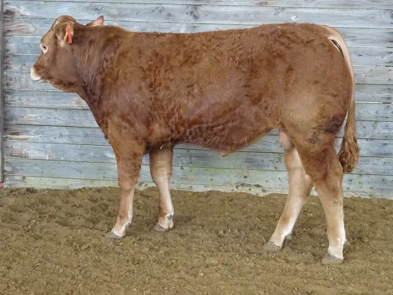 Photo du taureau de race Limousine Uranus, top price de la catégorie Reproducteurs jeunes (RJ) à la vente aux enchères de Lanaud en mars 2024