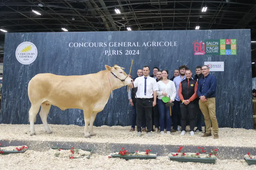 concours de race blonde d'aquitaine