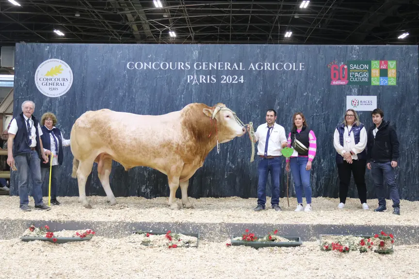 concours de race blonde d'aquitaine. le taureau lauréat pose avec ses éleveurs.