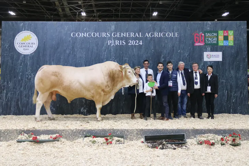 concours de race blonde d'aquitaine. Le taureau lauréat pose avec ses éleveurs.