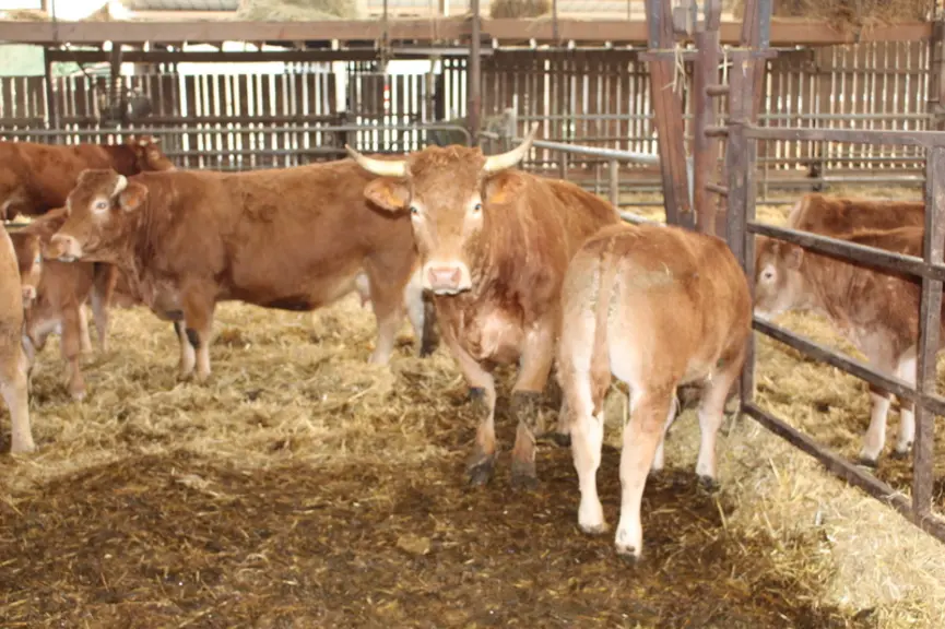 vaches limousines suitées bio