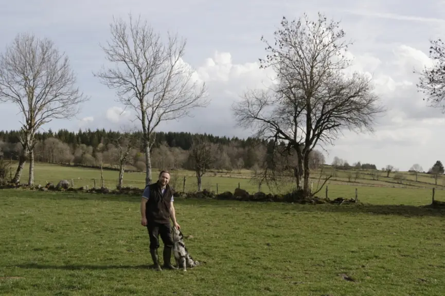 élevage bovins viande race aubrac dans le Cantal