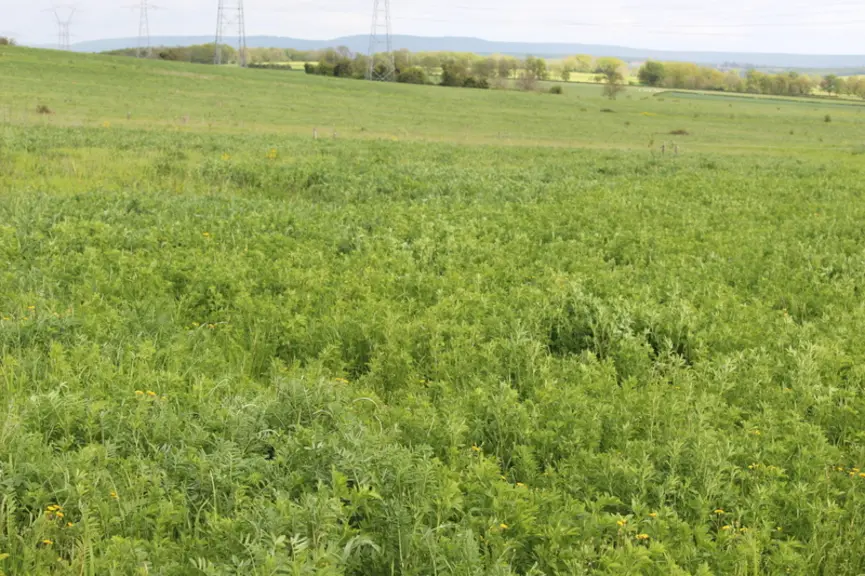 sainfoin luzerne petit épeautre prairie