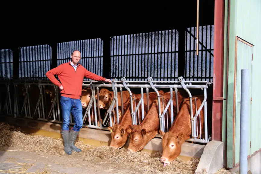 Éleveur bovin et ses génisses limousine au cornadis dans le bâtiment. Les effluents alimenteront l'unité de méthanisation.