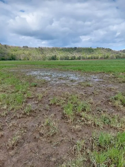 Photo d'une prairie après les inondations dans l'Yonne. L'herbe est souillée par les alluvions déposées par las crues du Serein.