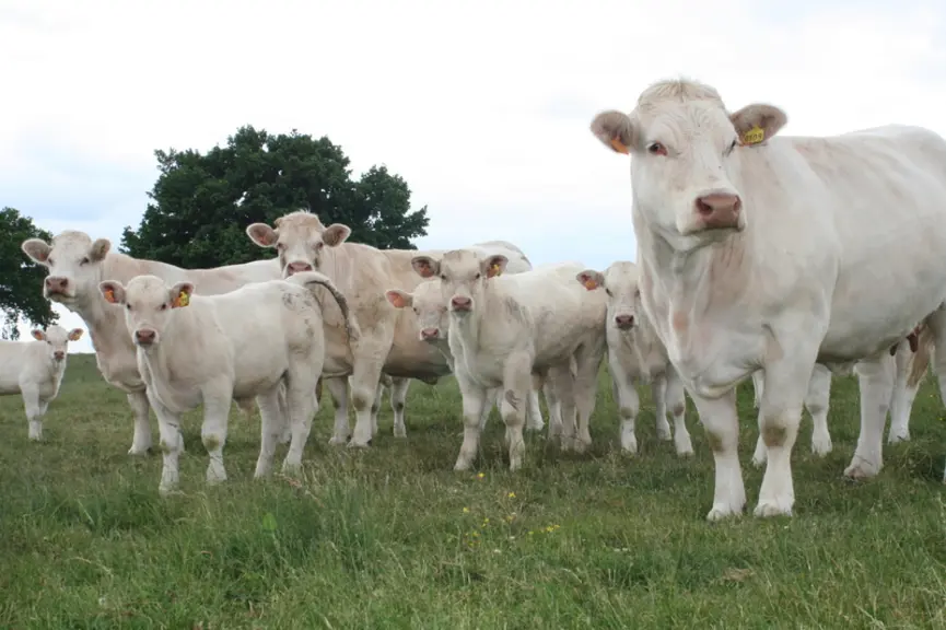 La date de déclaration constitue un levier non négligeable face à la refonte des aides animales, pour les éleveurs n’étant pas plafonnés par le seuil