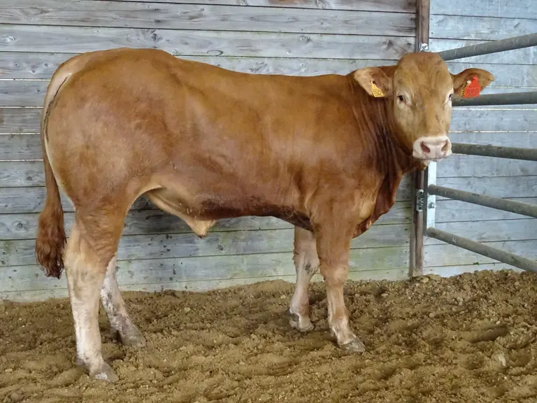 reproducteur limousin
