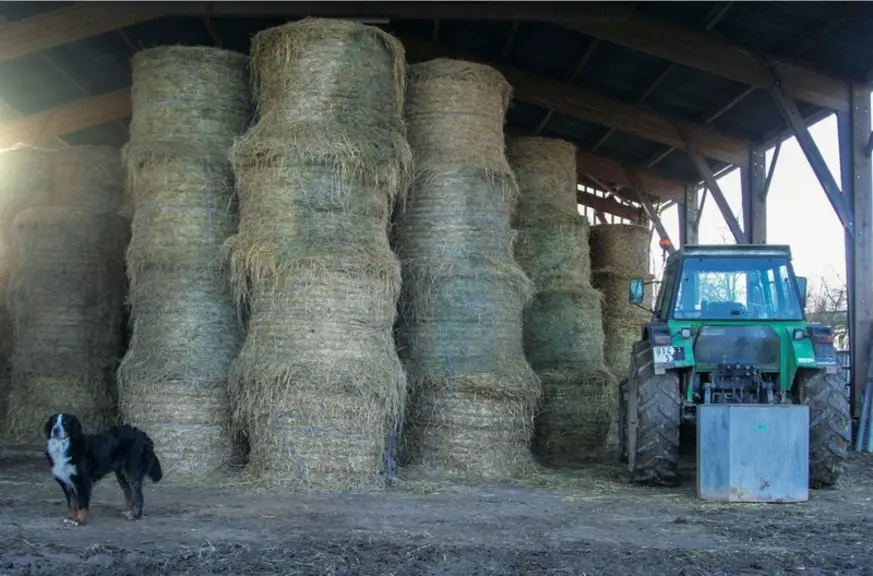Stockage des balles de foin en piles sous un hangar. Bâtiment agricole. Tracteur. Chien. foins. balle ronde. empilement. stock. exploitation agricole.