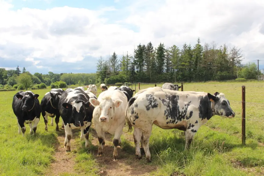 génisses 15 mois blanc bleu prairies pâturage