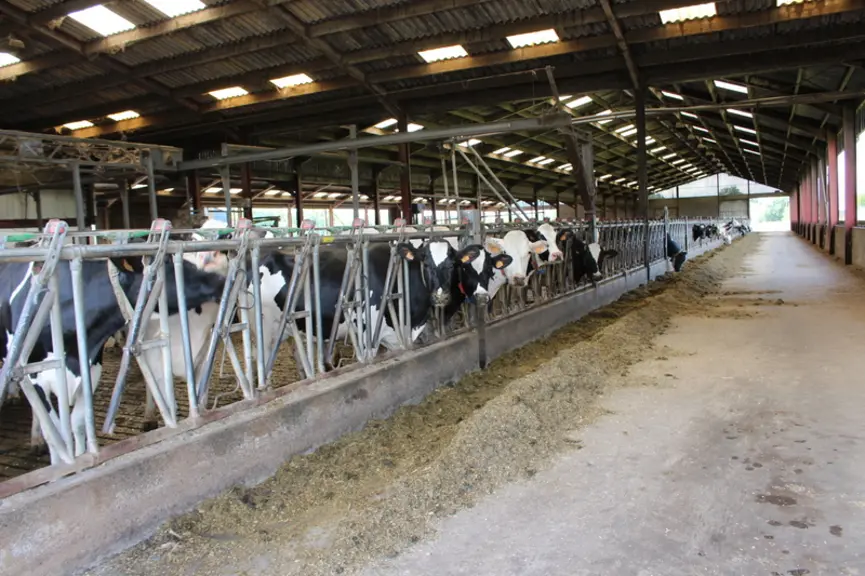 stabulation holstein