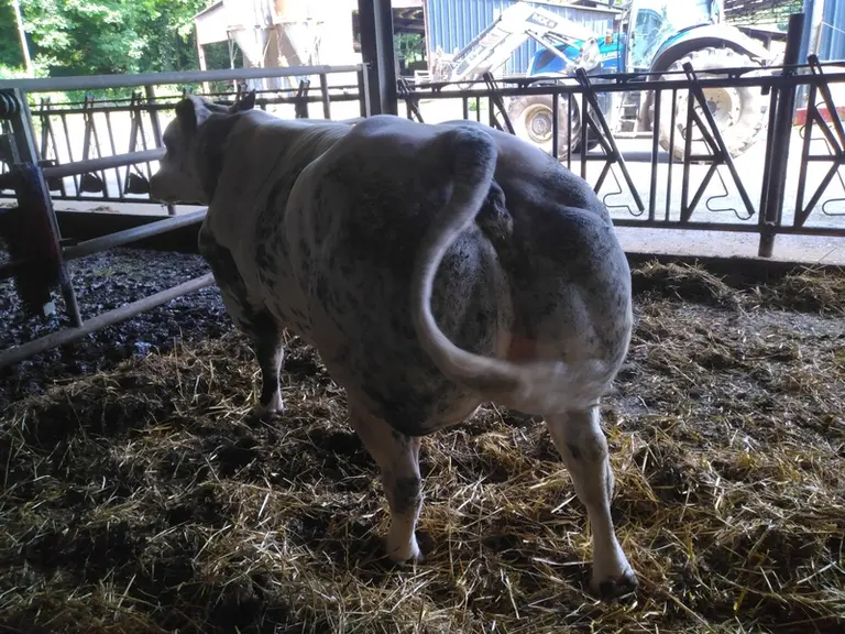 vache Blanc Bleu engraissement boucherie