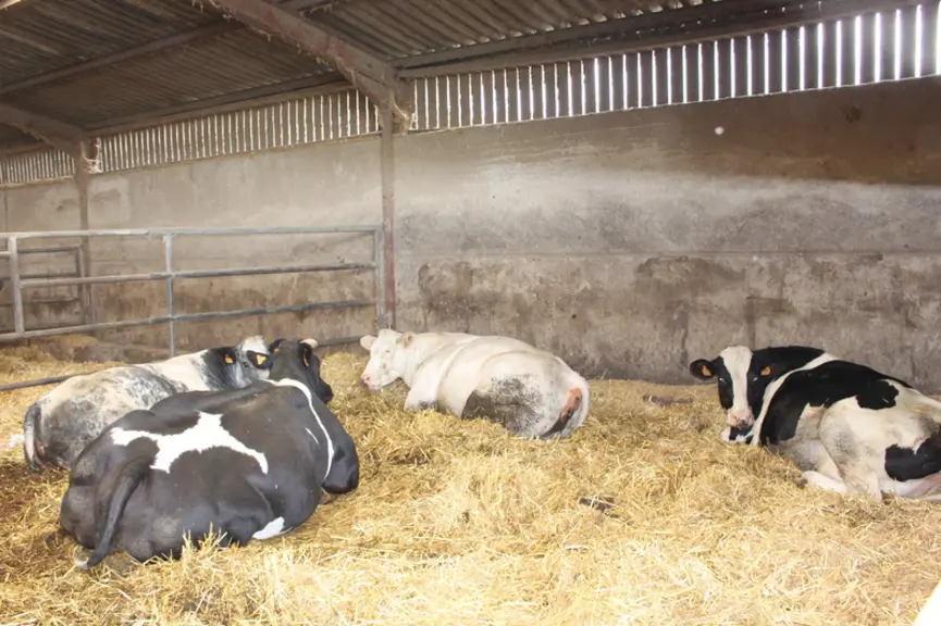 vaches fin gestation blanc bleu holstein