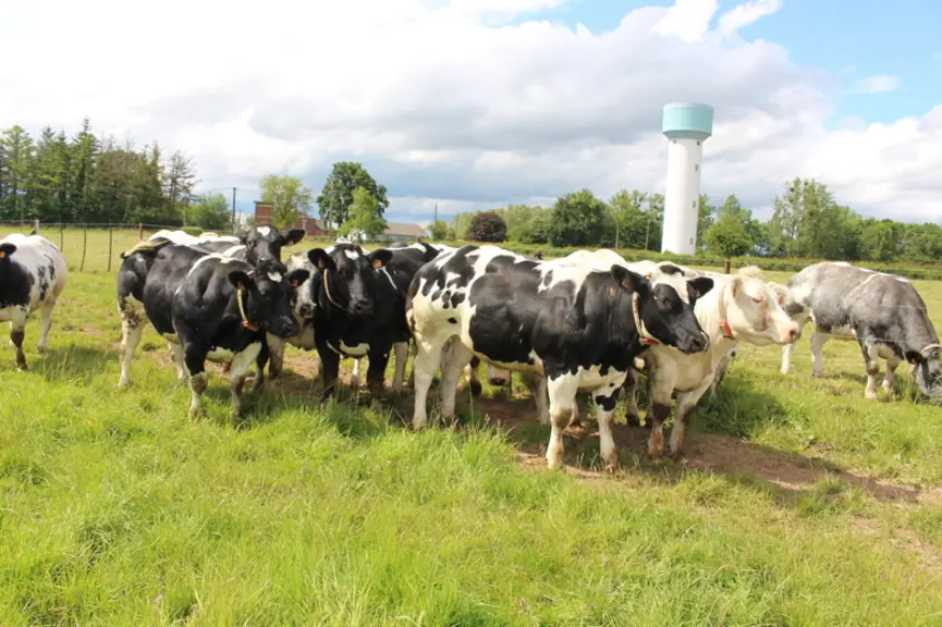vaches Blanc Bleu prairie