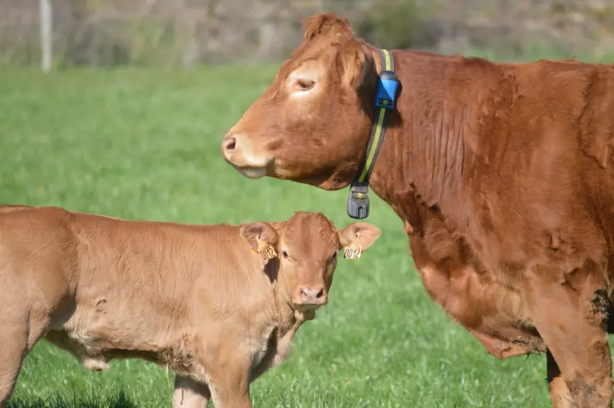 La conduite de la reproduction groupée en allaitant nécessite l’équipement quasi complet du troupeau et représente un investissement important pour un