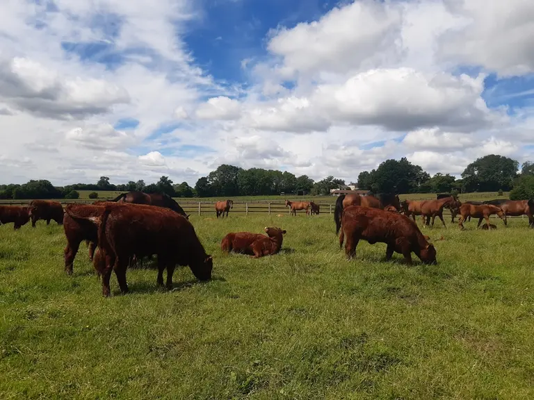 pâturage vaches et chevaux Normandie