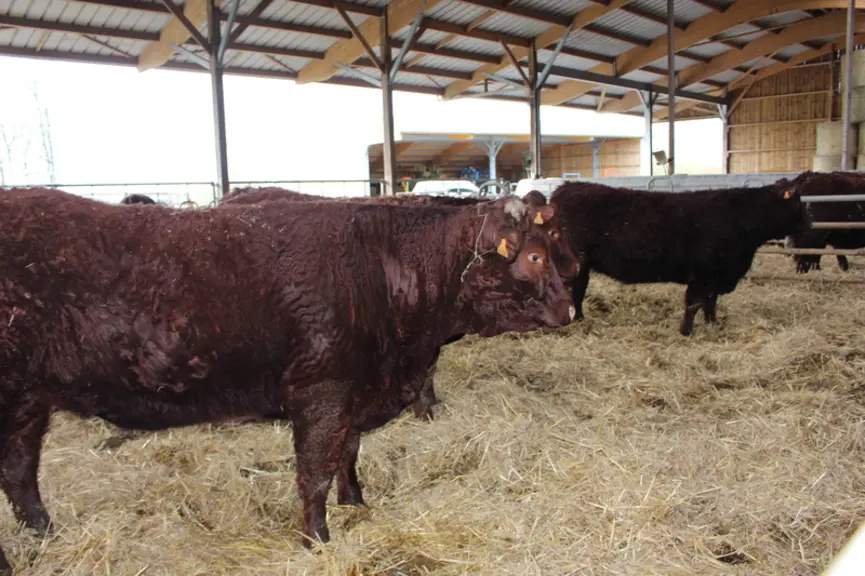 vaches salers stabulation