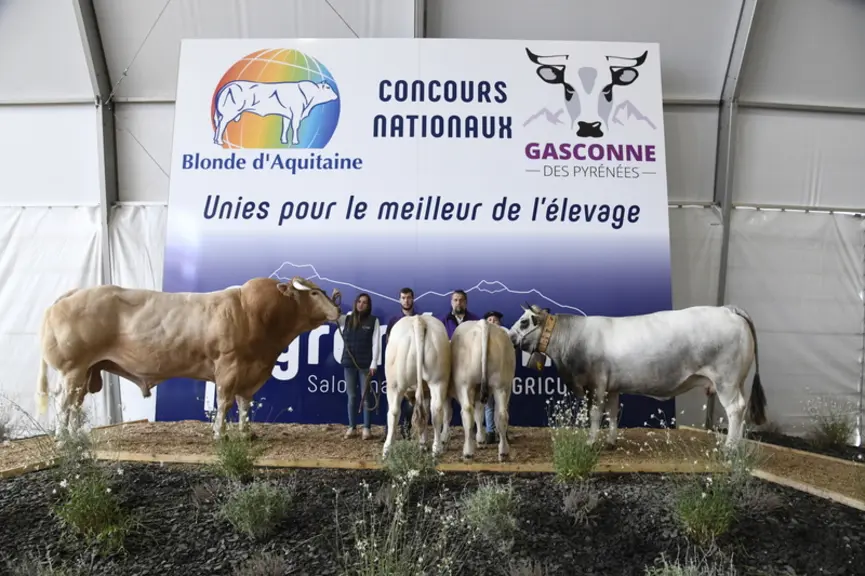 Photo d'archives des concours nationaux blonde d'Aquitaine et gasconne des Pyrénées dans le cadre du salon Les Pyrénéennes à Saint-Gaudens en 2021.