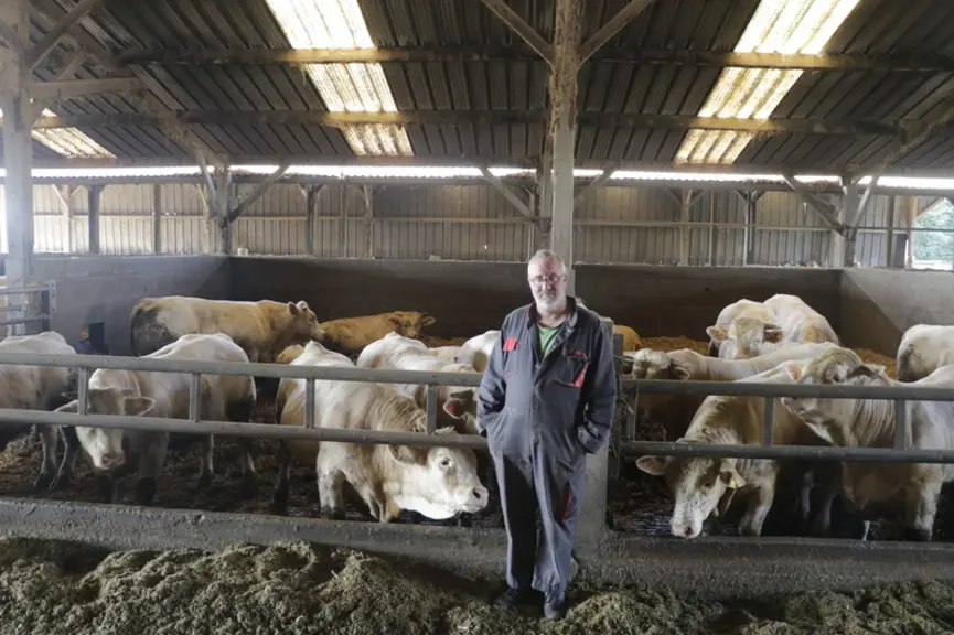 Atelier d'engraissement de jeunes bovins au Gaec des Landelles en Loire-Atlantique