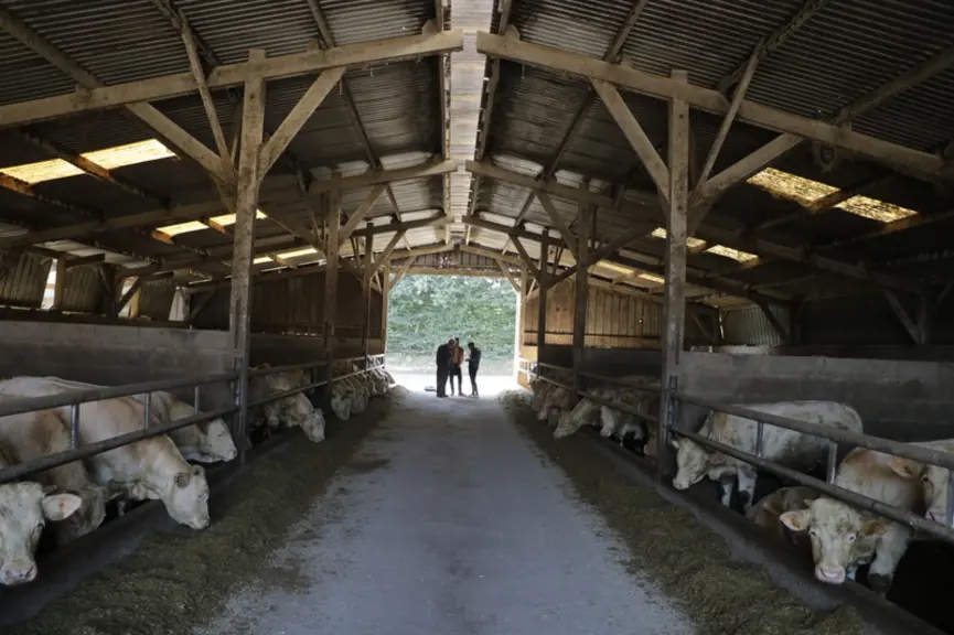 Atelier d'engraissement de jeunes bovins au Gaec des Landelles en Loire-Atlantique