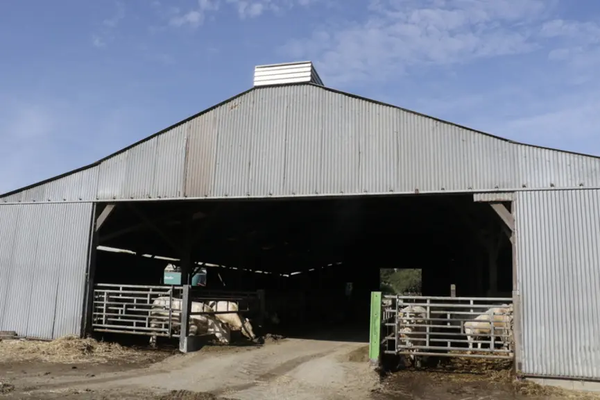 Atelier d'engraissement de jeunes bovins au Gaec des Landelles en Loire-Atlantique