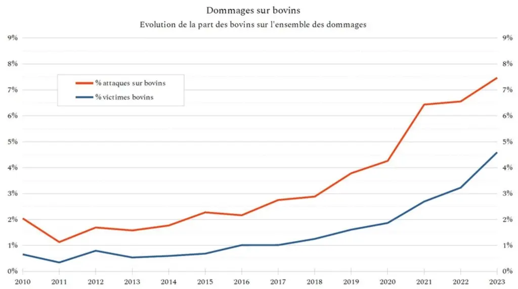 Prédation : davantage de bovins tués par les loups en 2023