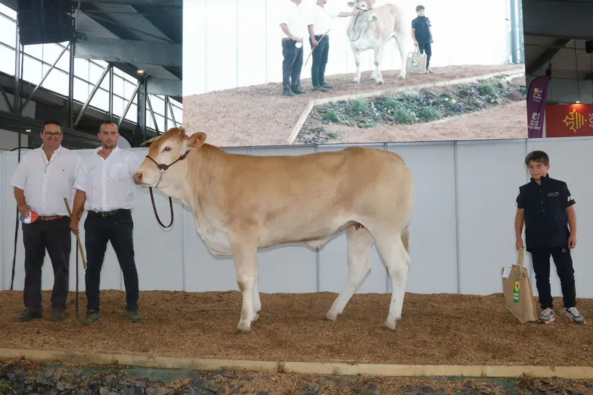 La génisse Tanzanie remporte le prix de championnat suprême du concours spécial blonde d'Aquitaine lors des Pyrénéenes 2024 à Saint Gaudens (Haute-Garonne)
