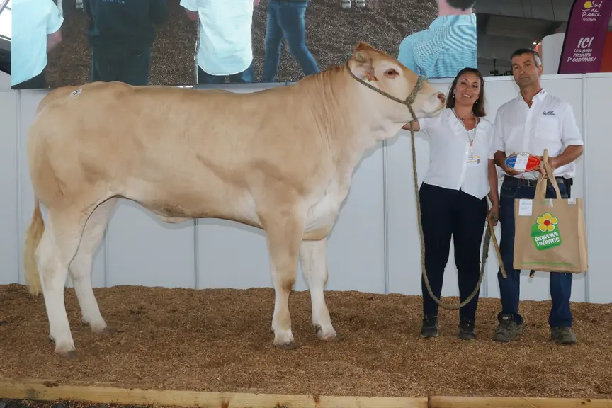 Tulipe remporte le prix de championnat jeune femelle du concours spéciale blonde d'Aquitaine aux Pyrénéenes 2024, à Saint-Gaudens (Haute-Garonne)