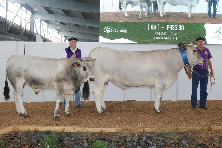 Passion est la championne suprême du concours national de la gasconne des Pyrénées aux Pyrénéennes 2024.