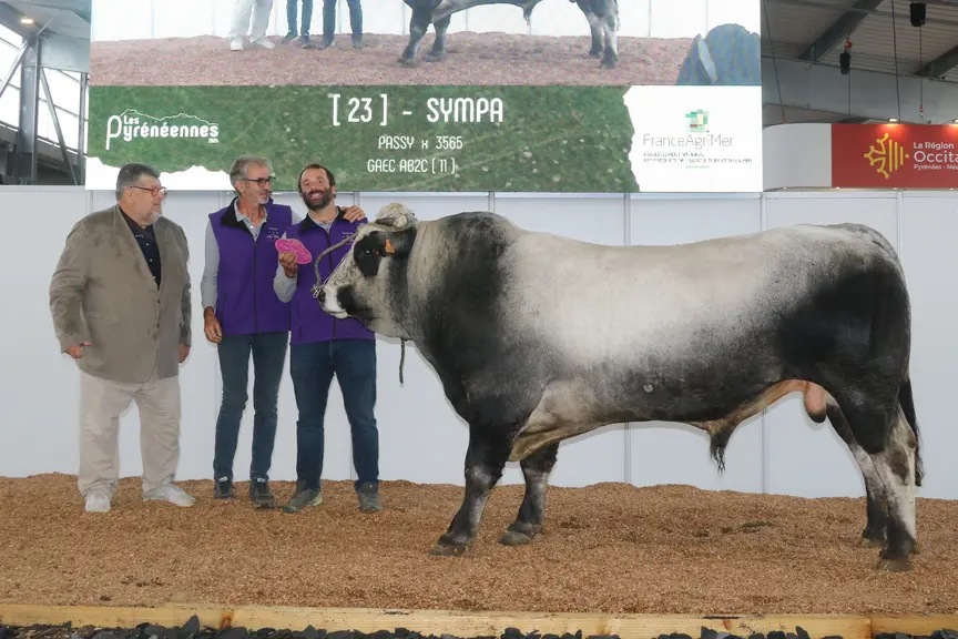 Sympa, taureau gascon des Pyrénées de 30 mois, est le champion jeune mâle au concours national de la race lors des Pyrénéennes 2024.
