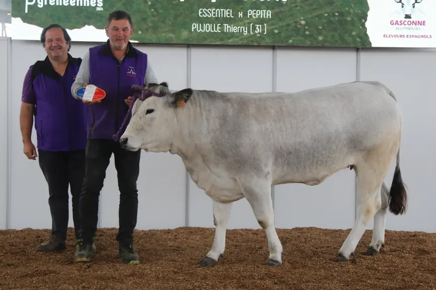 Utopie, génisse gasconne des Pyrénées de 18 mois, est la championne jeune femelle au concours national de la race lors des Pyrénéennes 2024.