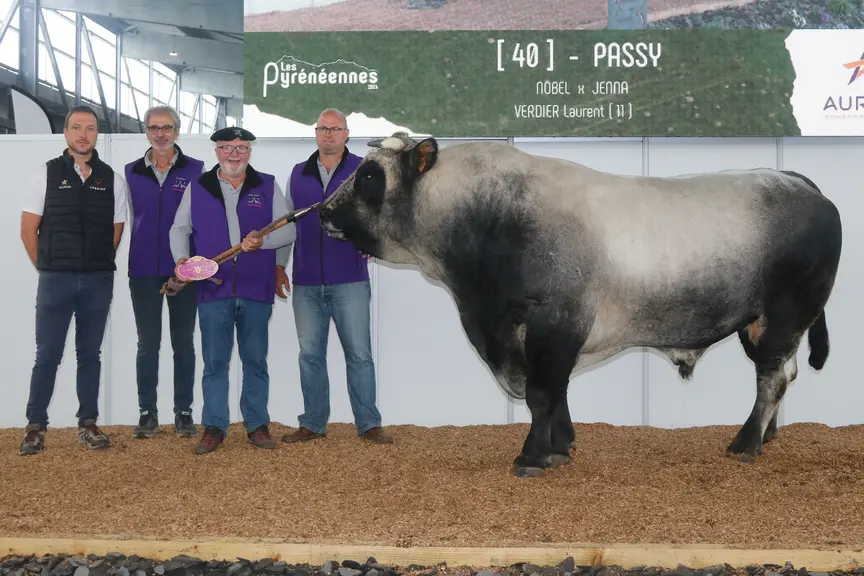 Champion mâle adulte du concours national gascon des Pyrénées, Passy a remporté le 1° prix de la section taureau adulte.