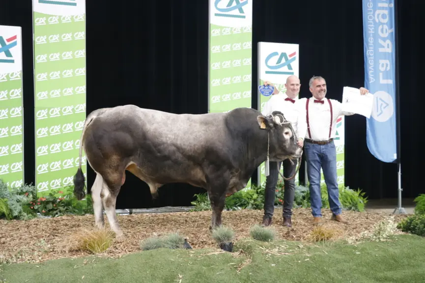 concours race bazadaise sommet de l'élevage 2024