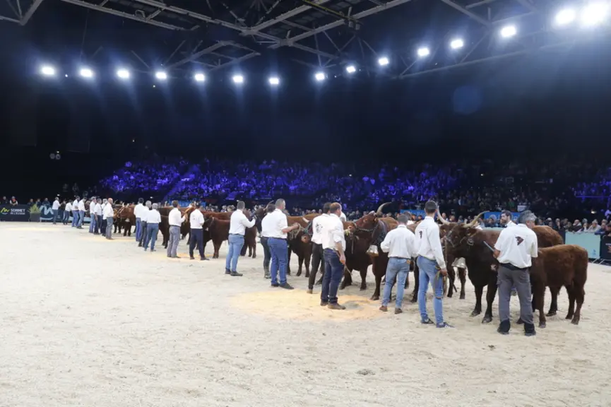 Concours national salers Sommet de l'élevage 2024