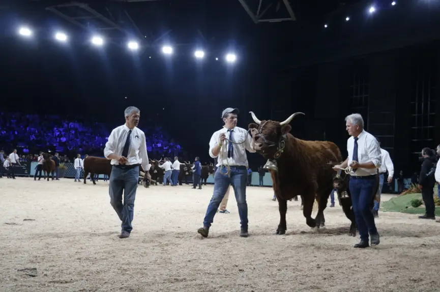 Concours national salers Sommet de l'élevage 2024