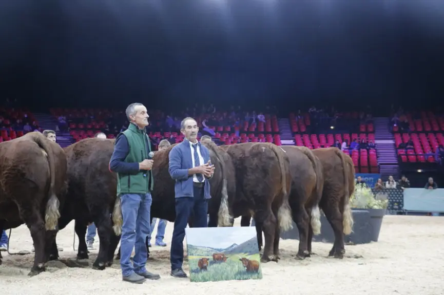 vente aux enchères vaches salers label rouge sommet de l'élevage 2024