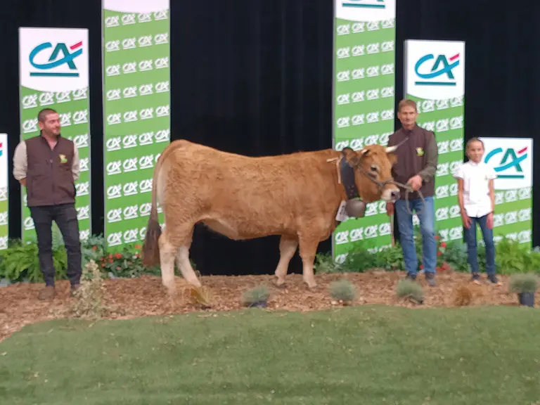 concours aubrac sommet de l'elevage
