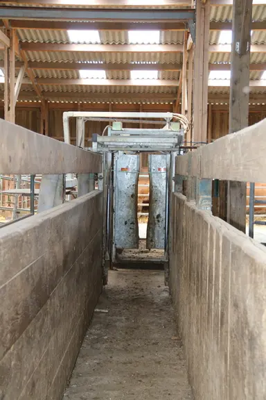 Couloir de contention et cage de contention pour bovins