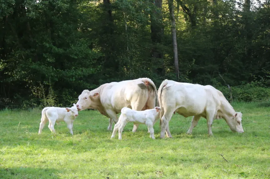 Vaches et veaux charolais au pâturage dans les Hautes-Pyrénées.