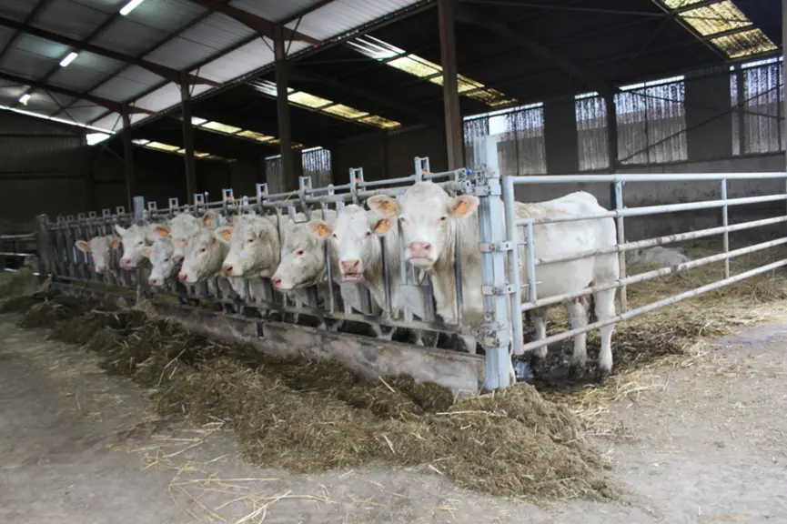 vaches charolaises bâtiment