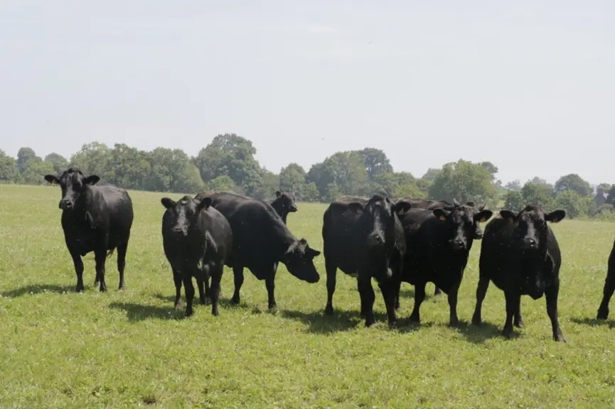 vaches Angus de la ferme Eben à Ver dans la Manche