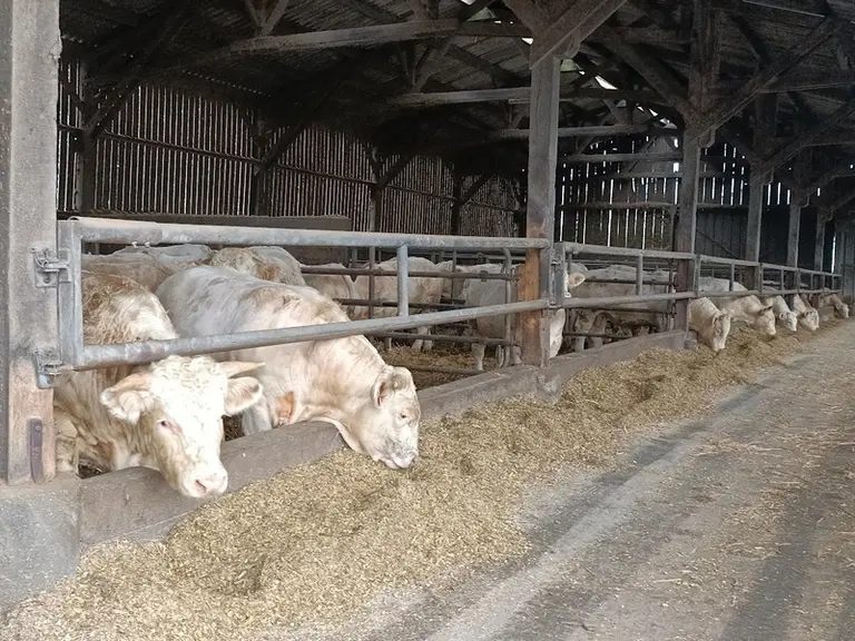 jeunes bovins charolais engraissement