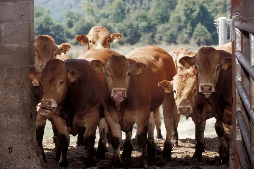 Bovins viande / broutards limousins / après le sevrage, les broutards sont repoussés en bâtiment mais ont libre accès pour all