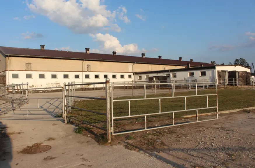 elevage bovins viande limousine pologne