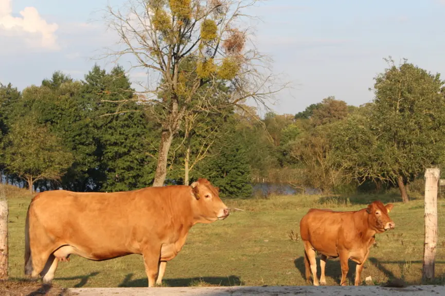 elevage bovins viande limousine pologne