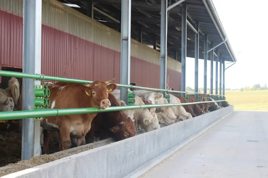 elevage bovins viande limousine pologne