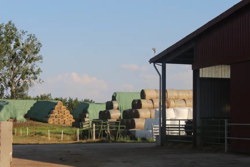 elevage bovins viande limousine pologne