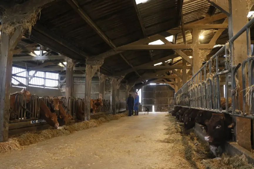 Jeunes bovins de race salers et génisses croisées dans le Cantal