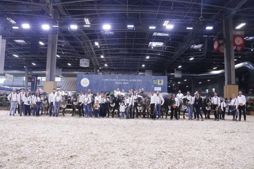 Concours général agricole 2025 race bazadaise